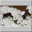 Evagetes alamanicus - Wegwespe m001e 7mm - OS-Hasbergen-Lehmhuegel-det.jpg